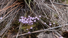 Utricularia grampiana