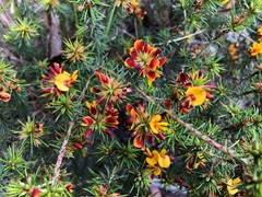 Pultenaea acerosa