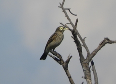 Hymenops perspicillatus