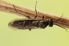 Euura stenogaster