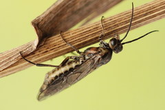 Euura stenogaster