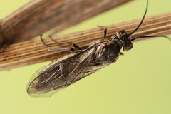 Euura stenogaster