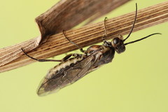Euura stenogaster