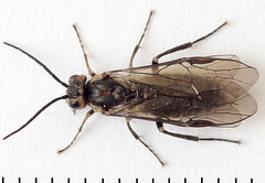 Euura stenogaster