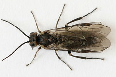 Euura stenogaster