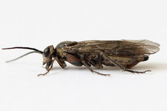Euura stenogaster