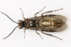 Euura stenogaster