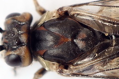 Euura stenogaster