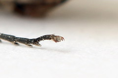 Euura stenogaster