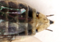 Euura stenogaster