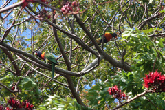 Trichoglossus moluccanus moluccanus