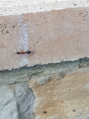 Camponotus nigriceps