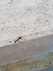 Camponotus nigriceps