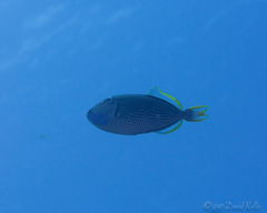 Xanthichthys auromarginatus