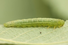 Euura stenogaster