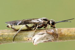 Euura stenogaster