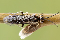 Euura stenogaster