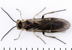 Euura stenogaster