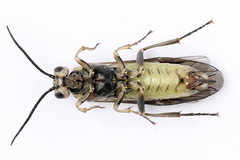 Euura stenogaster