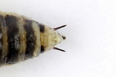 Euura stenogaster
