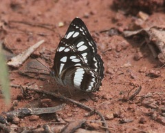 Neptis jumbah nalanda