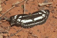 Neptis jumbah nalanda