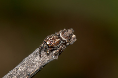 Paraphilaeus daemeli