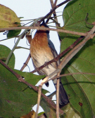 Cyornis whitei