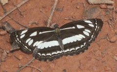 Neptis jumbah nalanda