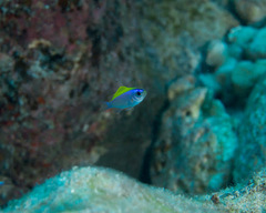 Chromis ovalis