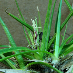Carex tonsa