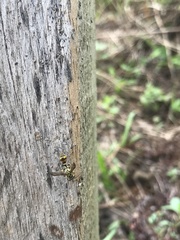 Ropalidia flavobrunnea