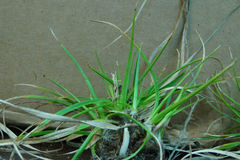 Carex tonsa
