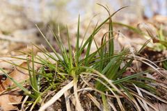 Carex tonsa