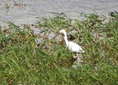 Egretta thula