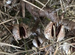 Hakea vittata