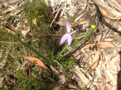 Glossodia