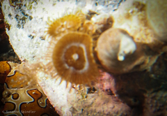 Palythoa grandiflora