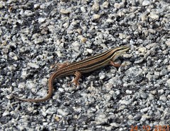 Eutropis bibronii