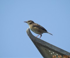 Cisticola juncidis
