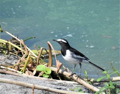 Motacilla maderaspatensis