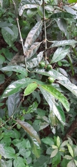 Mitriostigma axillare