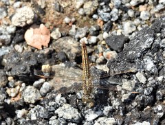 Brachythemis contaminata