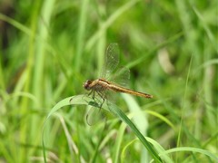 Crocothemis servilia