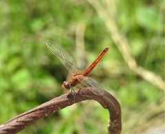 Crocothemis servilia