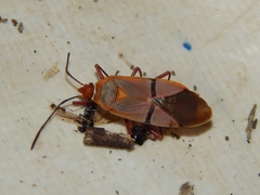 Dysdercus intermedius