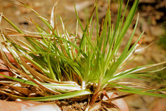 Carex tonsa