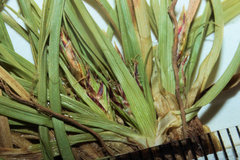 Carex tonsa