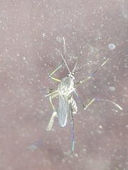 Armigeres subalbatus