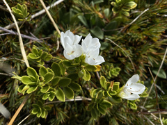 Veronica macrantha